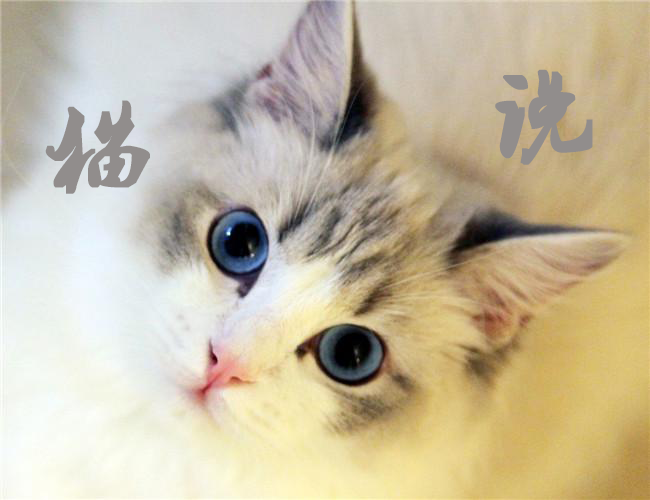 猫又财经